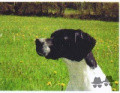 Pedigree SOFIA DEL SARGIADAE Pedigree SOFIA DEL SARGIADAE